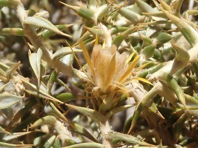 Chuquiraga erinacea, photographed by Nolan Exe