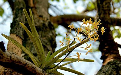 Vanda testacea, photographed by S.MORE