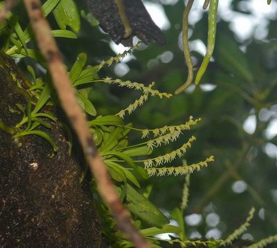 Porpax filiformis, photographed by S.MORE