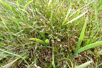 Eleocharis gracilis, photographed by Colin Meurk