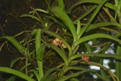 Acampe praemorsa, photographed by S.MORE