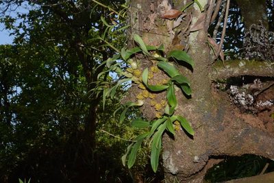 Bulbophyllum fimbriatum, photographed by S.MORE