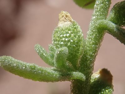 Tetragonia microcarpa, photographed by Nolan Exe