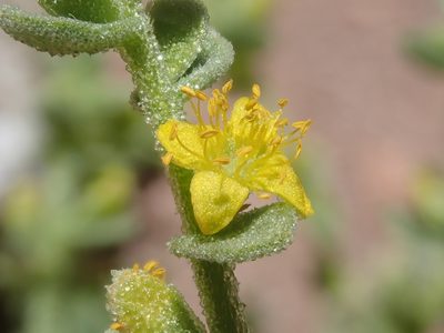 Tetragonia microcarpa, photographed by Nolan Exe