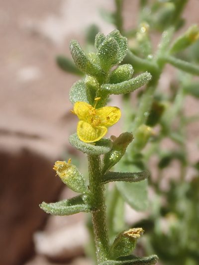 Tetragonia microcarpa, photographed by Nolan Exe
