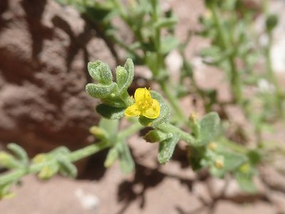Tetragonia microcarpa, photographed by Nolan Exe