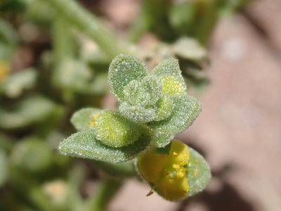 Tetragonia microcarpa, photographed by Nolan Exe