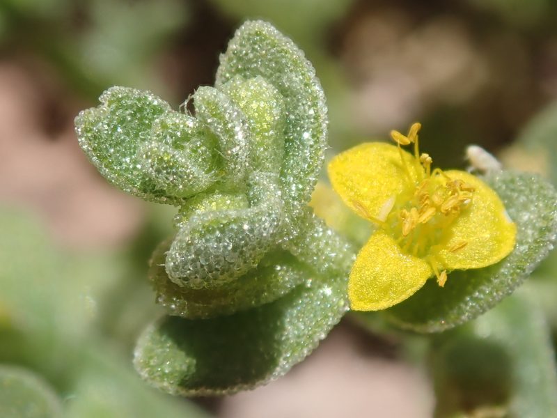 Tetragonia microcarpa, photographed by Nolan Exe