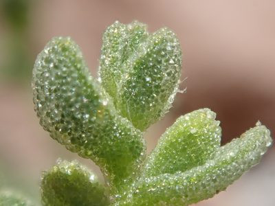 Tetragonia microcarpa, photographed by Nolan Exe