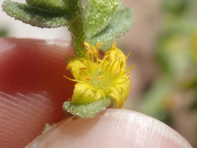 Tetragonia microcarpa, photographed by Nolan Exe