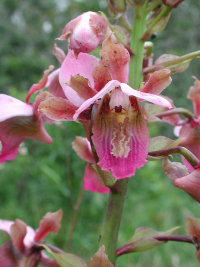 Eulophia horsfallii, photographed by Christoph Moning