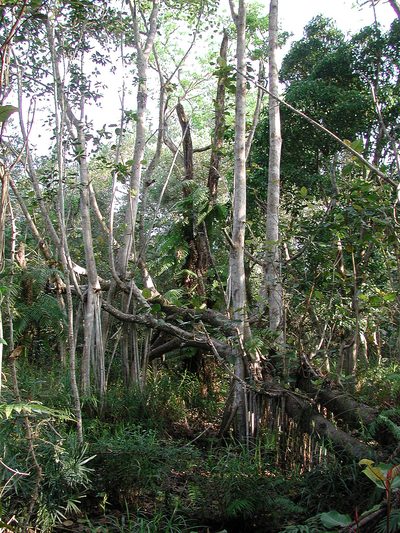 Ficus trichopoda, photographed by Christoph Moning