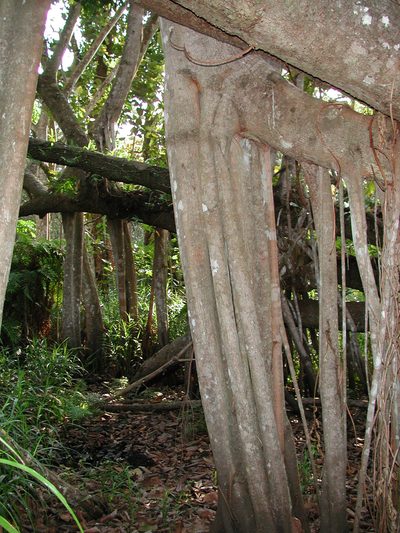 Ficus trichopoda, photographed by Christoph Moning