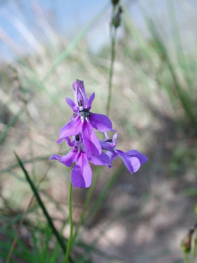 Lobelia caerulea, photographed by Christoph Moning