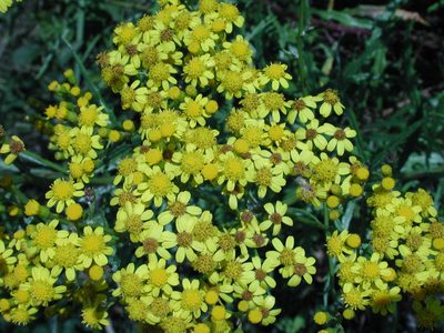 Senecio polyanthemoides, photographed by Christoph Moning