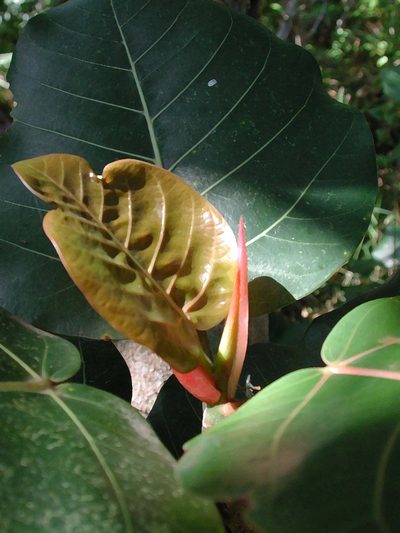 Ficus trichopoda, photographed by Christoph Moning