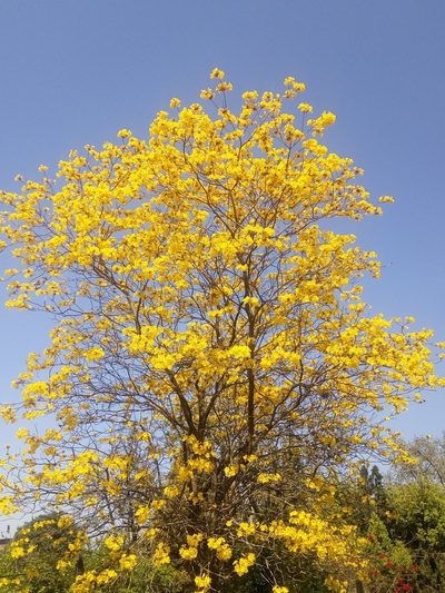 Handroanthus ochraceus, photographed by Nelson Atencio