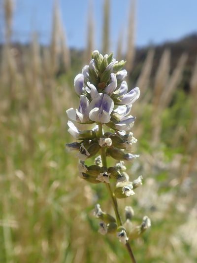 Grimolobium glandulosum, photographed by Nolan Exe