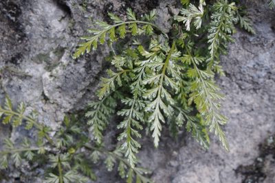 Asplenium sarelii, photographed by harum.koh