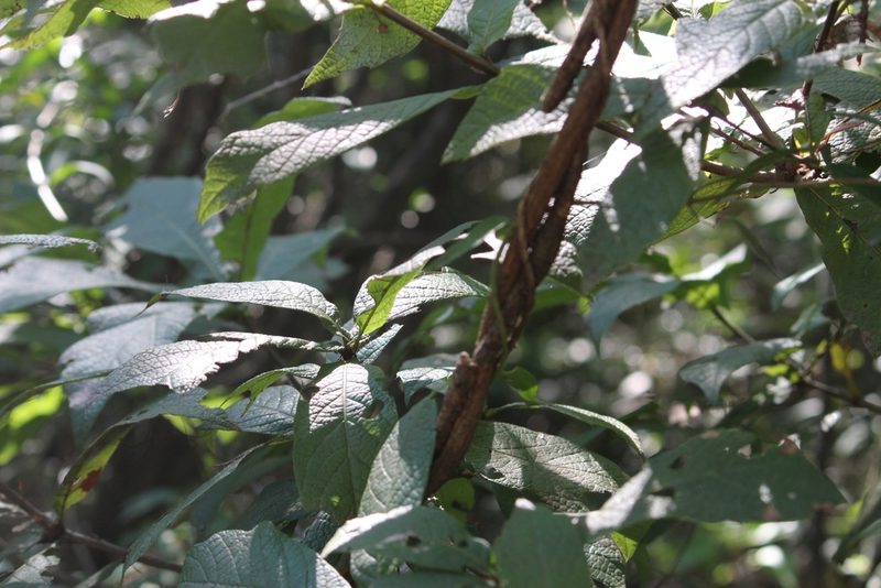 Quercus rysophylla, photographed by Francisco Martínez González