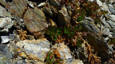 Epilobium rubromarginatum, photographed by Sarah Richardson