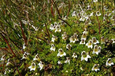 Euphrasia dyeri, photographed by John Barkla
