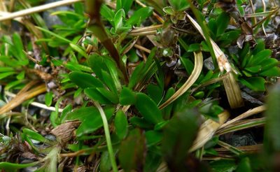 Celmisia bellidioides, photographed by Sarah Richardson