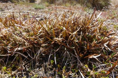 Carex talbotii, photographed by John Barkla