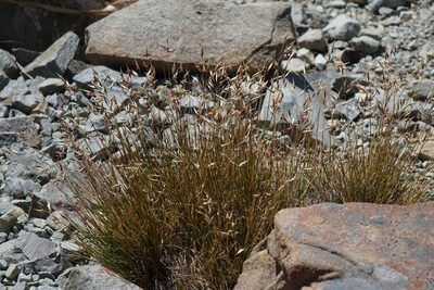 Rytidosperma setifolium, photographed by John Barkla