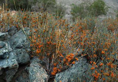 Ephedra intermedia, photographed by Daniel Krsek
