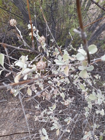 Buddleja marrubiifolia, photographed by Norma Piedra