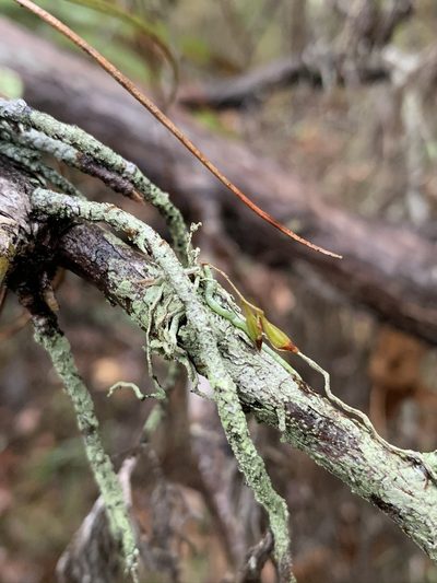 Dendrophylax porrectus, photographed by Brandon Corder