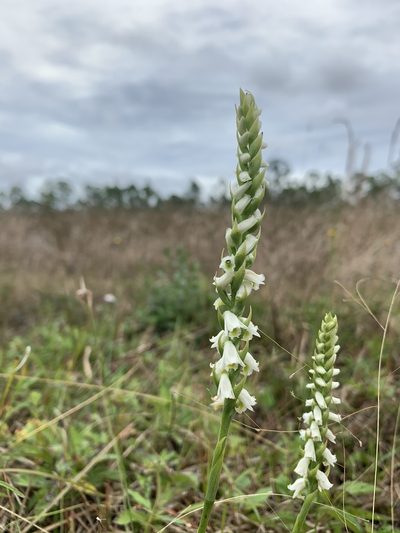 Spiranthes triloba, photographed by Brandon Corder