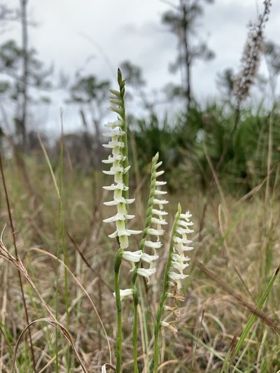 Spiranthes longilabris, photographed by Brandon Corder