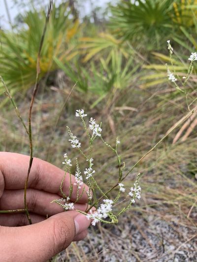 Polygonella ciliata, photographed by Brandon Corder