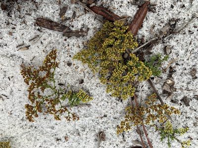 Paronychia chartacea, photographed by Brandon Corder