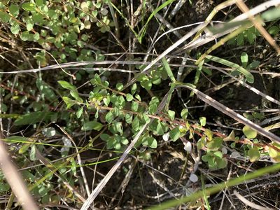 Ludwigia microcarpa, photographed by Brandon Corder