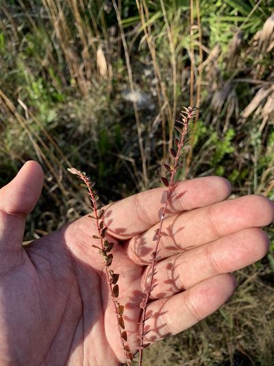 Euphorbia conferta, photographed by Brandon Corder