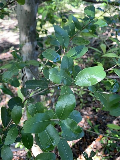 Reynosia septentrionalis, photographed by Brandon Corder