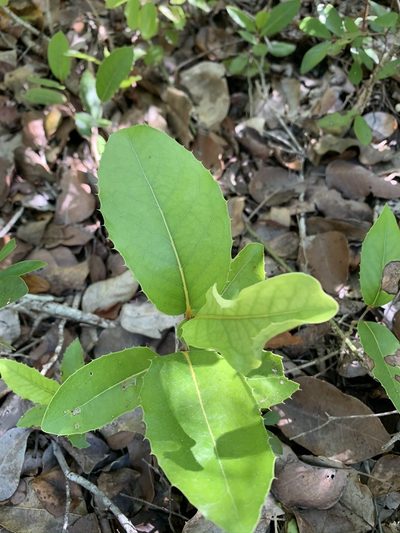 Drypetes diversifolia, photographed by Brandon Corder
