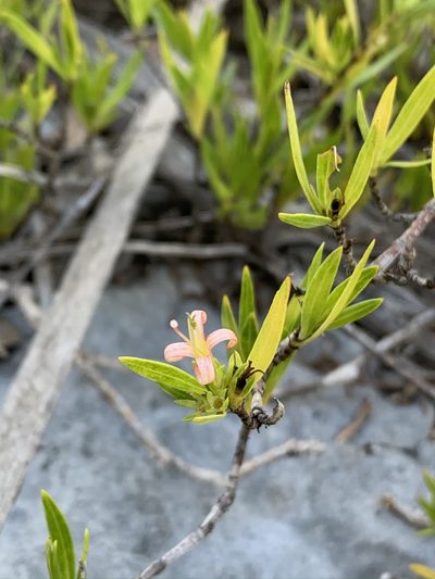 Ernodea cokeri, photographed by Brandon Corder
