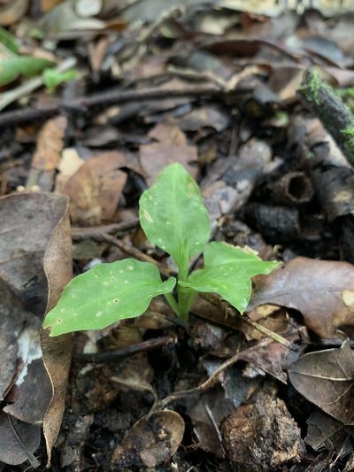 Beloglottis costaricensis, photographed by Brandon Corder