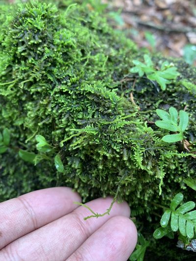 Thelia hirtella, photographed by Brandon Corder