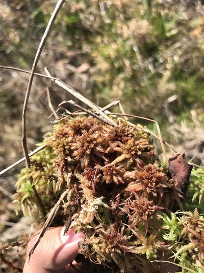 Sphagnum magniae, photographed by Brandon Corder