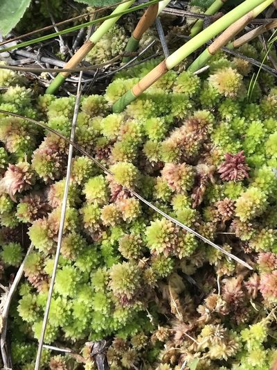 Sphagnum tenerum, photographed by Brandon Corder