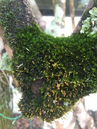 Anacamptodon splachnoides, photographed by Brandon Corder