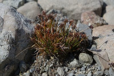 Luzula pumila, photographed by John Barkla