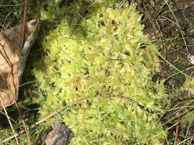 Sphagnum strictum, photographed by Brandon Corder