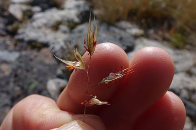 Rytidosperma setifolium, photographed by John Barkla