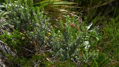 Cassinia vauvilliersii, photographed by Sarah Richardson